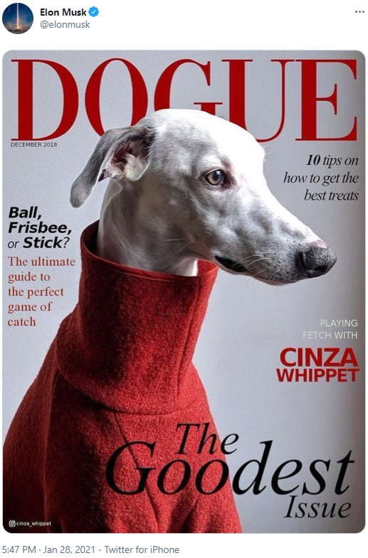 dogue elon musk
